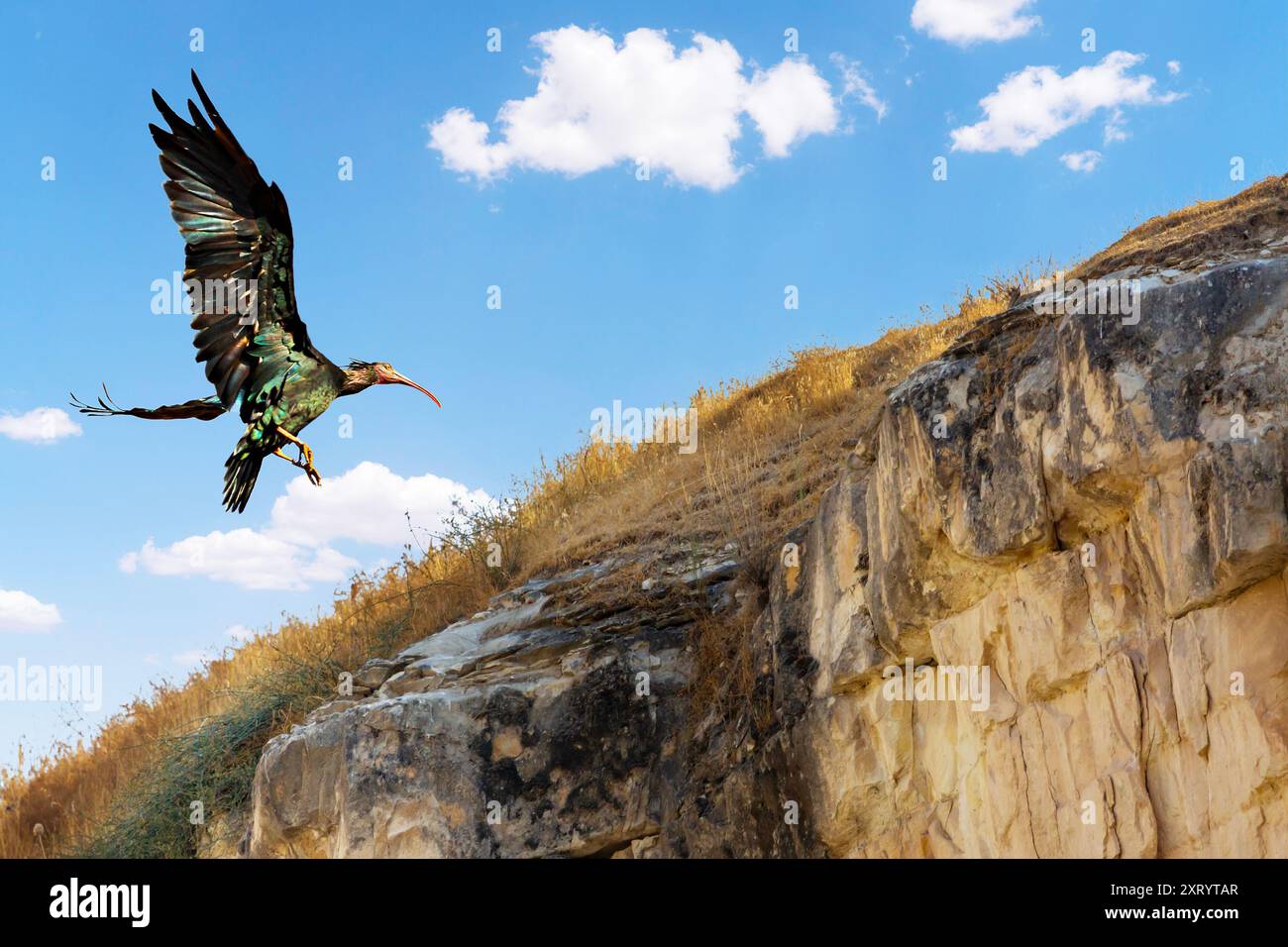 Ibis calvo in volo nella città di Birecik, Turchia Foto Stock