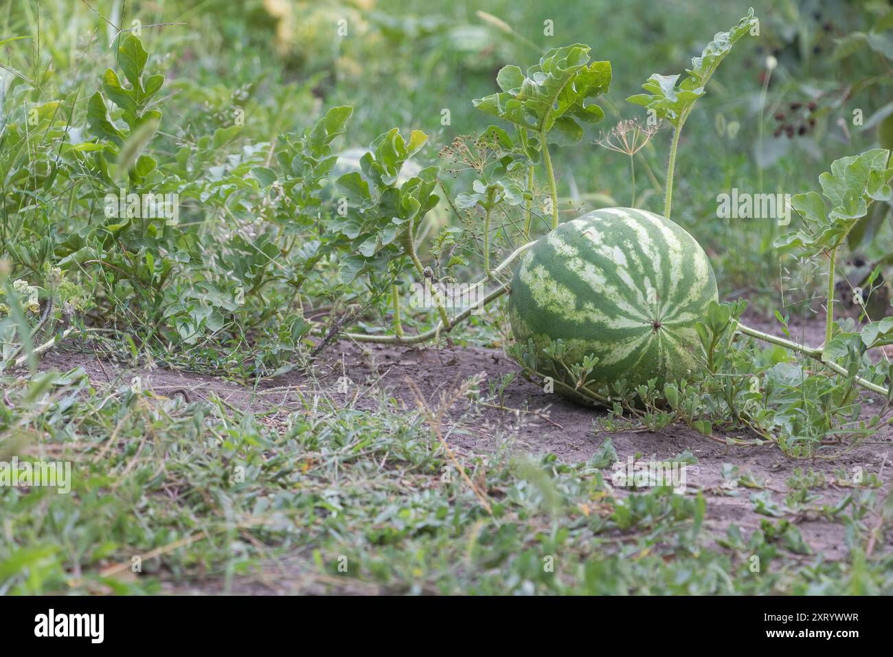 Un anguria che giace a terra in un campo aperto, circondato da piante verdi ed erba. Il melone è leggermente danneggiato ma ha ancora un aspetto fresco Foto Stock