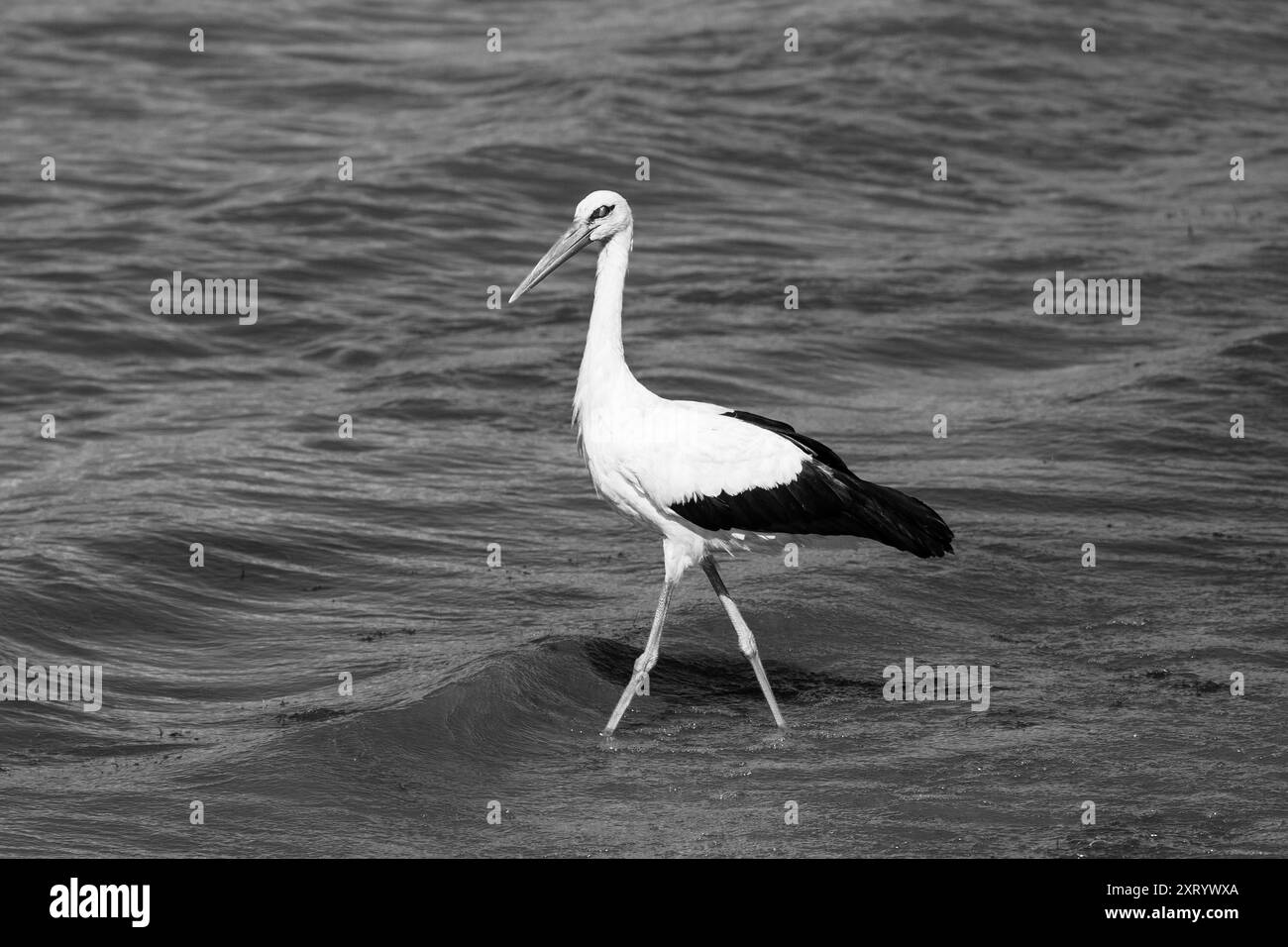 Cicogna bianca con occhio grigio: Eleganza spettrale passeggiando nel lago - Vacanze estive. Bianco e nero. Ciconia Ciconia. Foto Stock