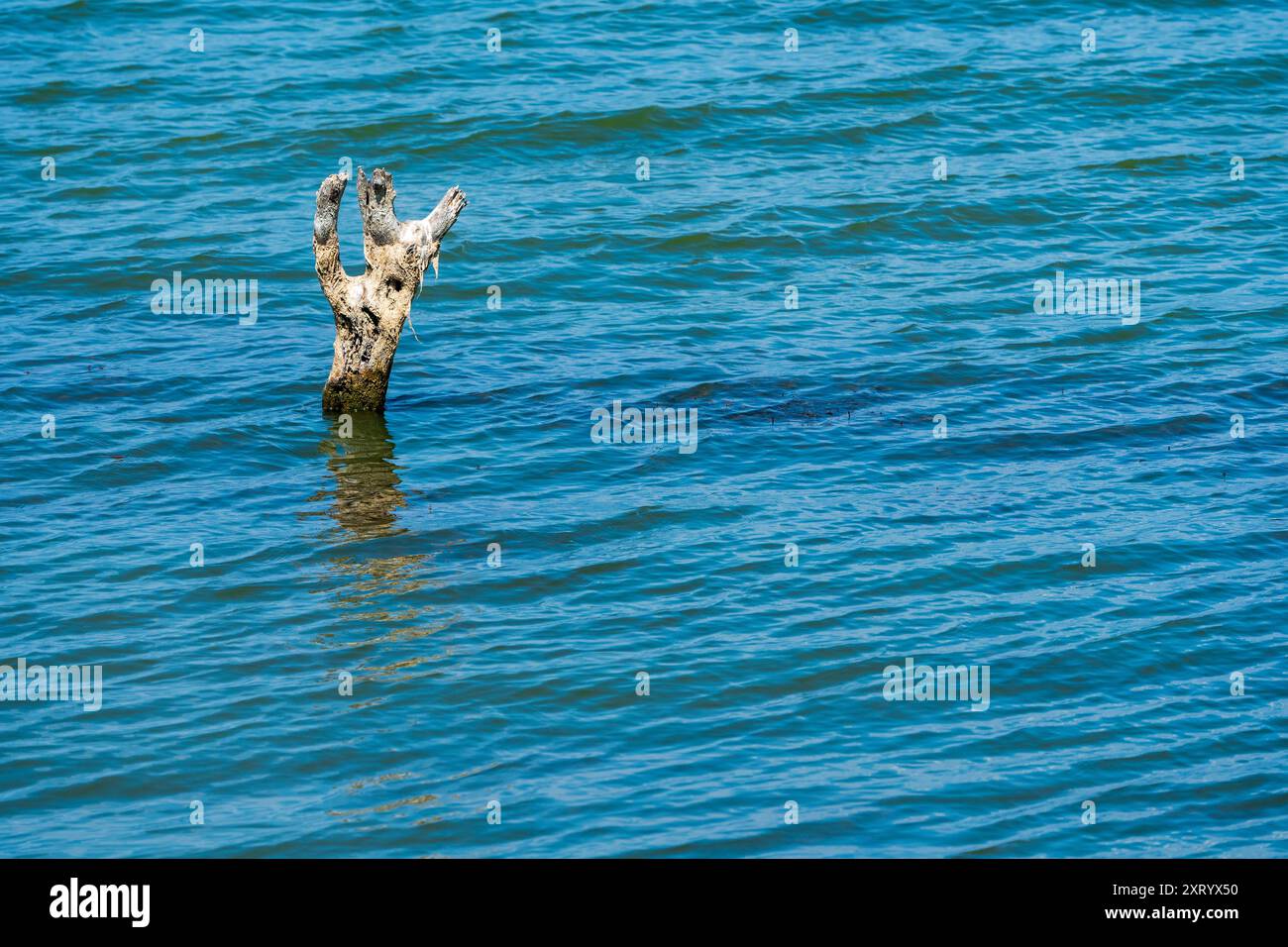 Vecchio tronco in legno nel lago: Concetto "lasciate i vostri oneri" per le vacanze estive. Foto Stock