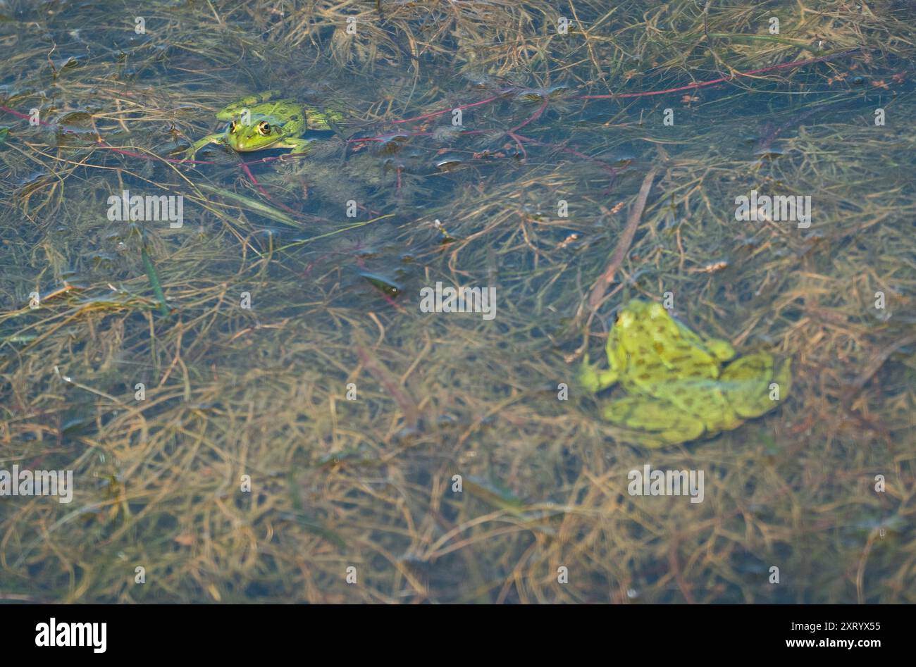 Interazione tra due rane verdi nel lago: Uno sguardo nel loro ambiente naturale. Foto Stock