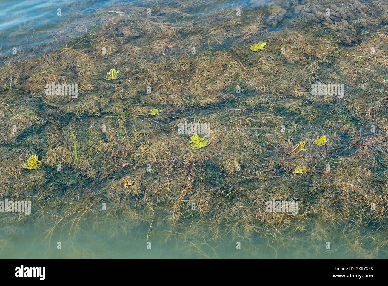 il regno della fauna selvatica delle rane. Ambiente naturale. Lago Dojran Macedonia 2024. Foto Stock