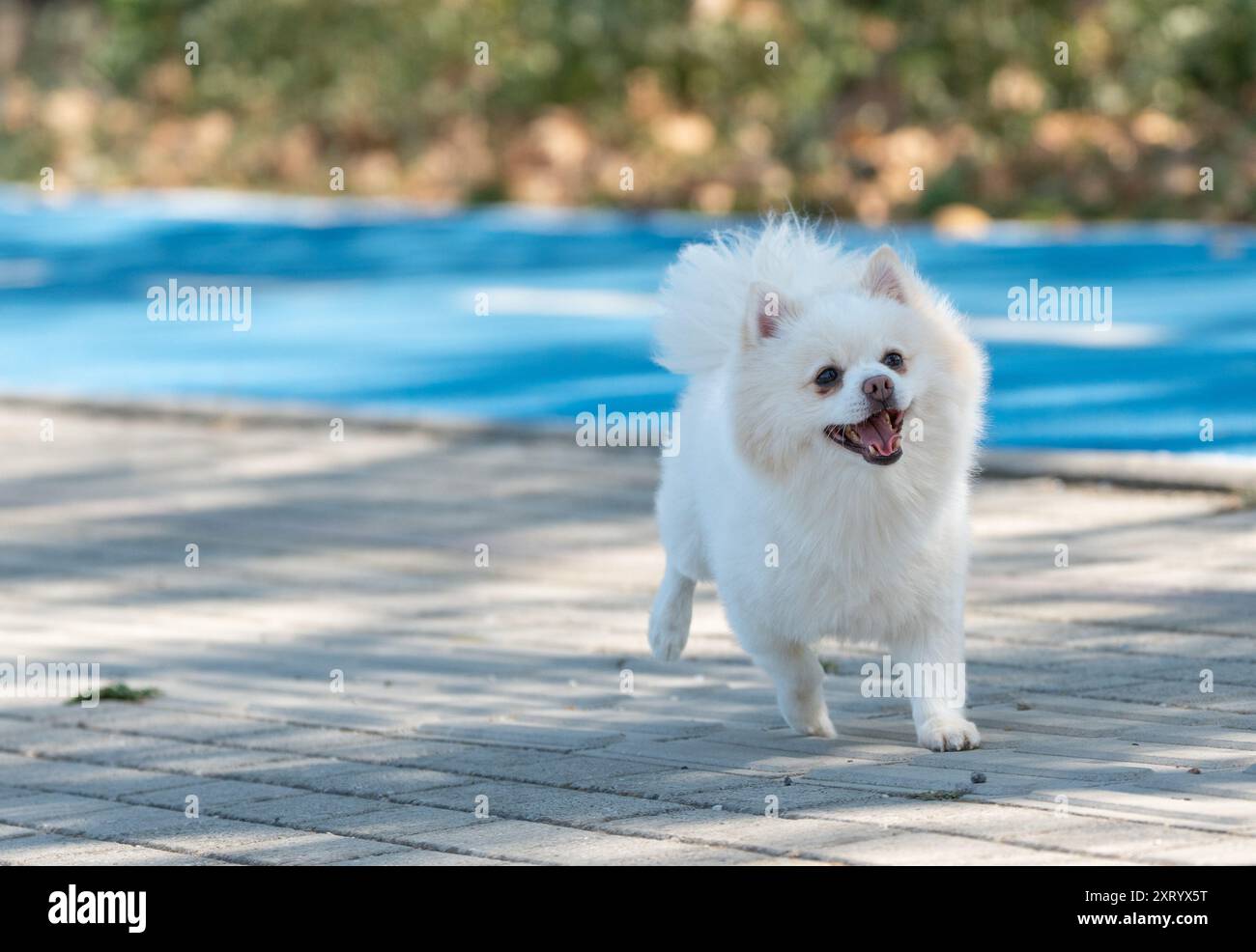 Ritratto di un cucciolo di palla di neve felice: Uno Spitz tedesco che si diverte sul marciapiede. Foto Stock