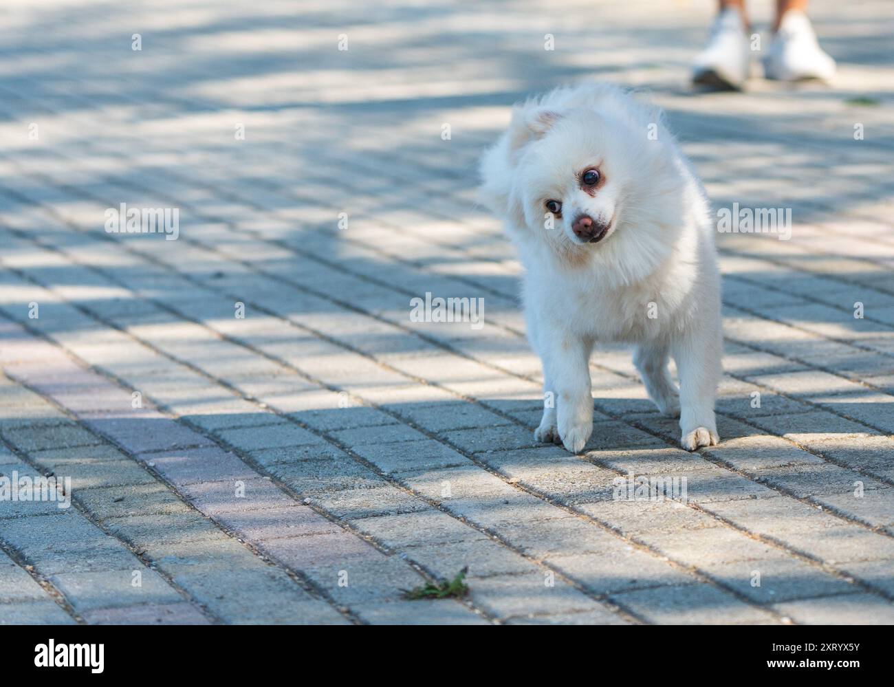 Ritratto di un cucciolo di "palla di neve" felice in piedi sul marciapiede: Spitz tedesco giocoso con una faccia carina e sciocca. Foto Stock