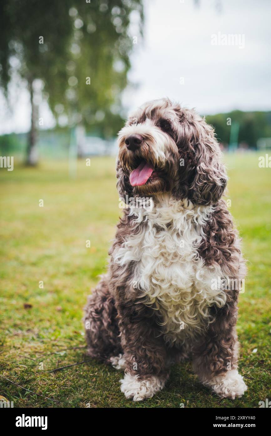 Cao de Aqua Portugues (cane acquatico portoghese) Foto Stock