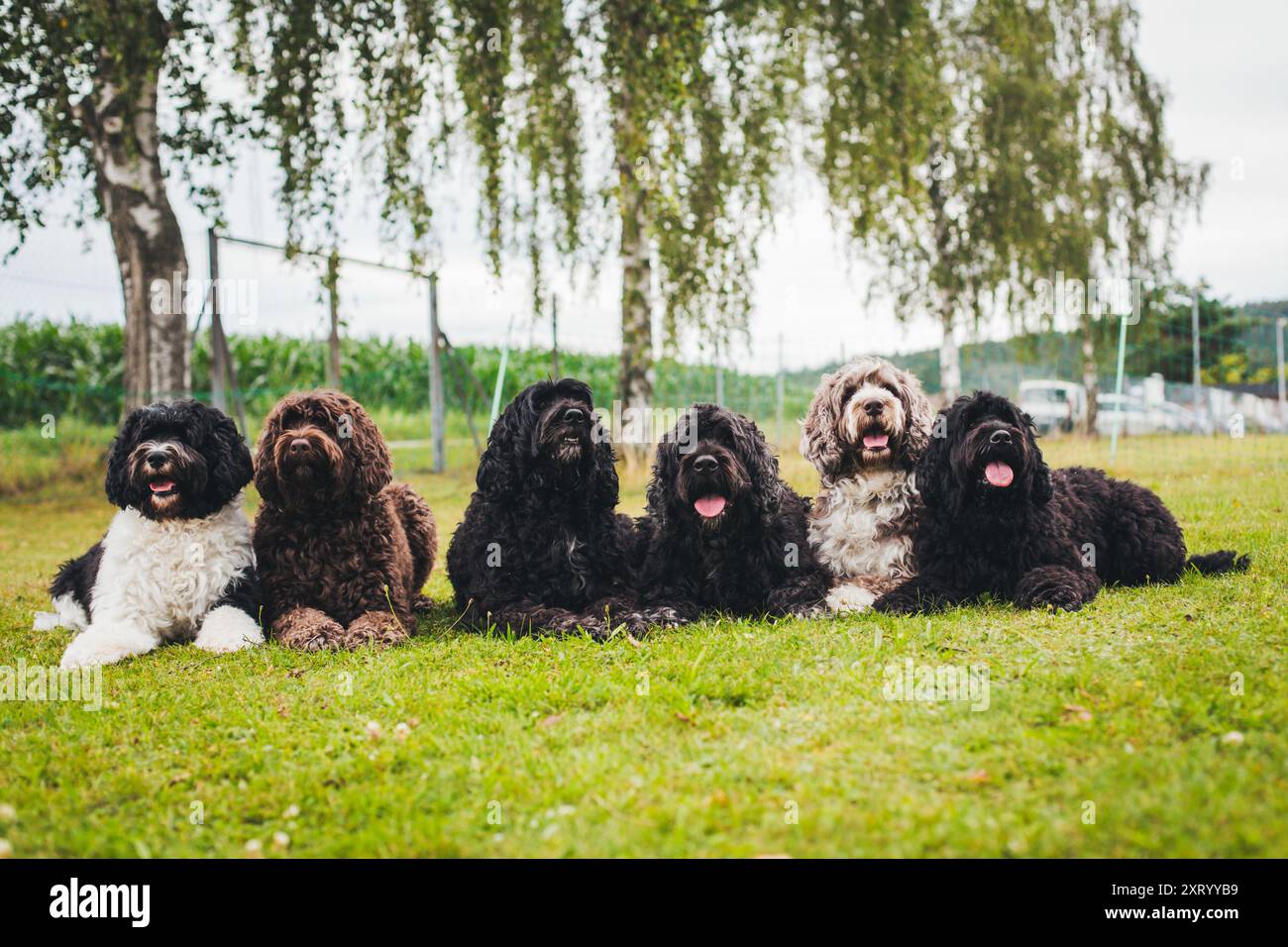 Six Cao de Aqua Portugues (cane acquatico portoghese) Foto Stock