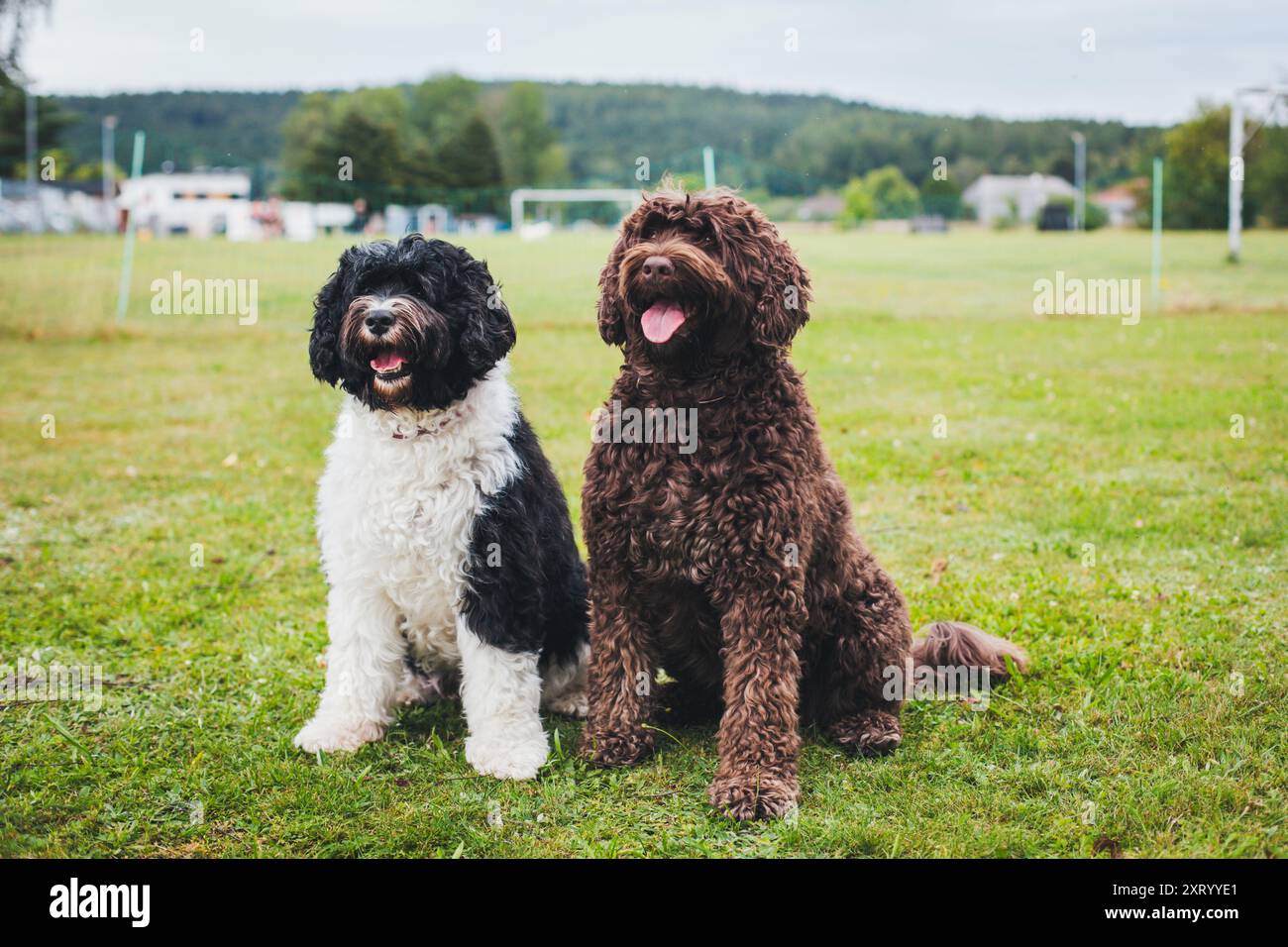 Due Cao de Aqua Portugues (cane acquatico portoghese) Foto Stock