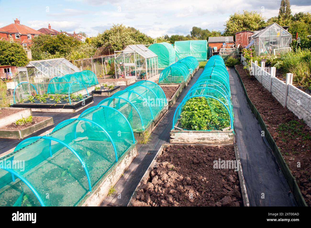 Rete verde adatta a cannule su letti rialzati per proteggere verdure e colture in estate da insetti scoiattoli piccioni e altri parassiti Foto Stock