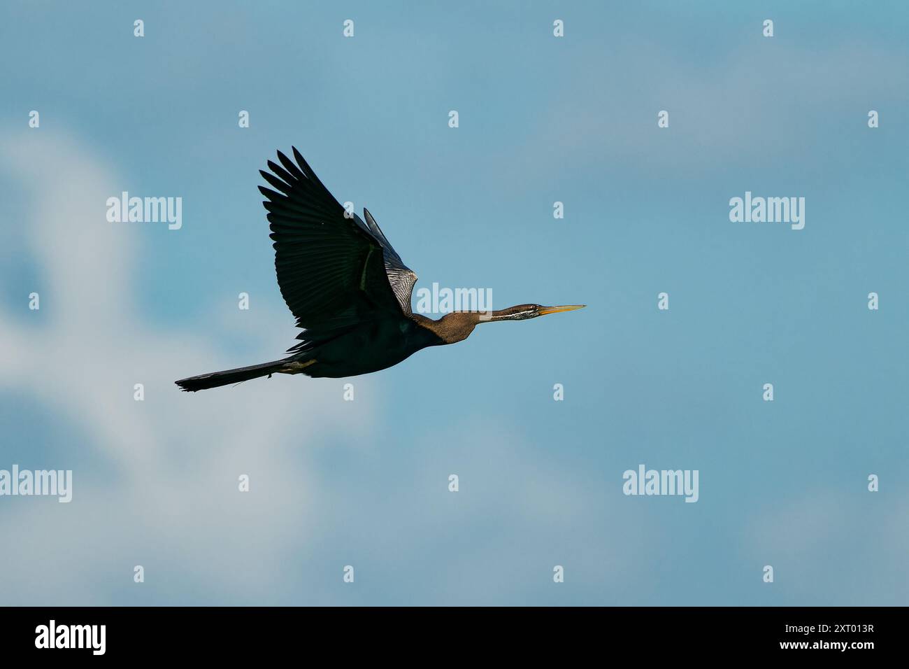 Oriental darter Anhinga melanogaster uccello d'acqua dell'Asia meridionale tropicale chiamato Snakebird, collo lungo e sottile con un becco dritto e appuntito, caccia Foto Stock