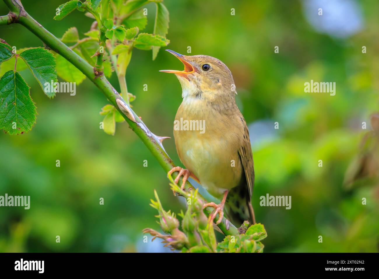 Grasshopper comune trillo bird Locustella naevia coniugata su un ramo di albero in primavera in una foresta. Foto Stock