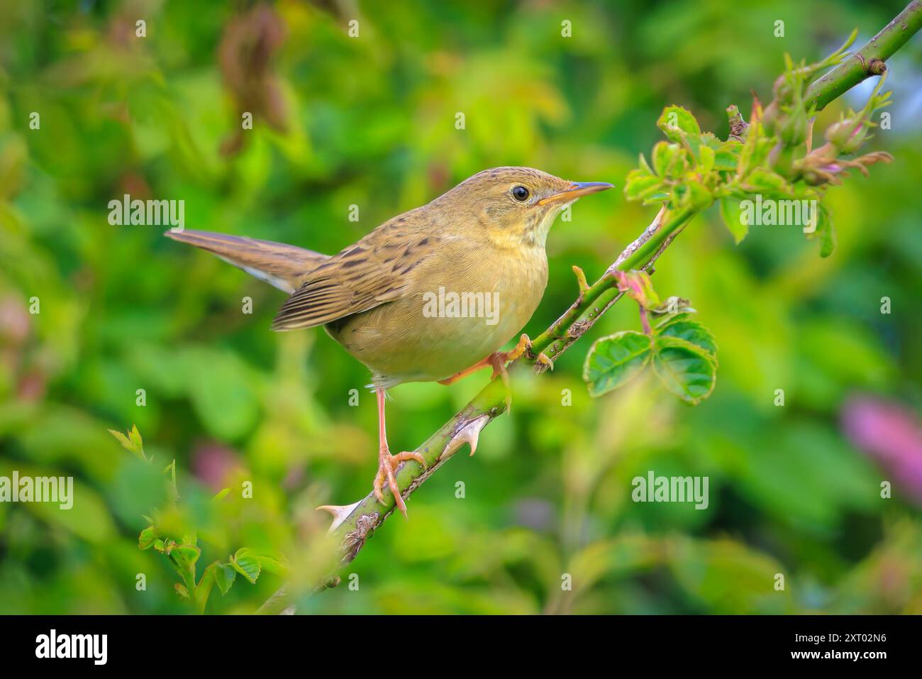 Grasshopper comune trillo bird Locustella naevia coniugata su un ramo di albero in primavera in una foresta. Foto Stock