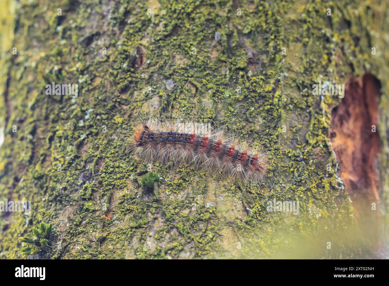 Falena zingara o falena spugnosa , dispar di Lymantria, bruco strisciante e arrampicata. Viene utilizzata la tecnica di messa a fuoco selettiva. Foto Stock