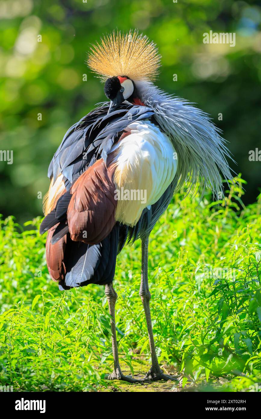 Primo piano di una gru coronata grigia, Balearica regulorum, uccello nazionale dell'Uganda. Foto Stock