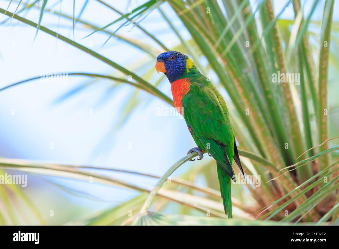 Primo piano di un lorikeet arcobaleno arroccato, di un Trichoglossus moluccanus o di un pappagallo arcobaleno lory. Un uccello dai colori vivaci originario dell'Australia. Foto Stock