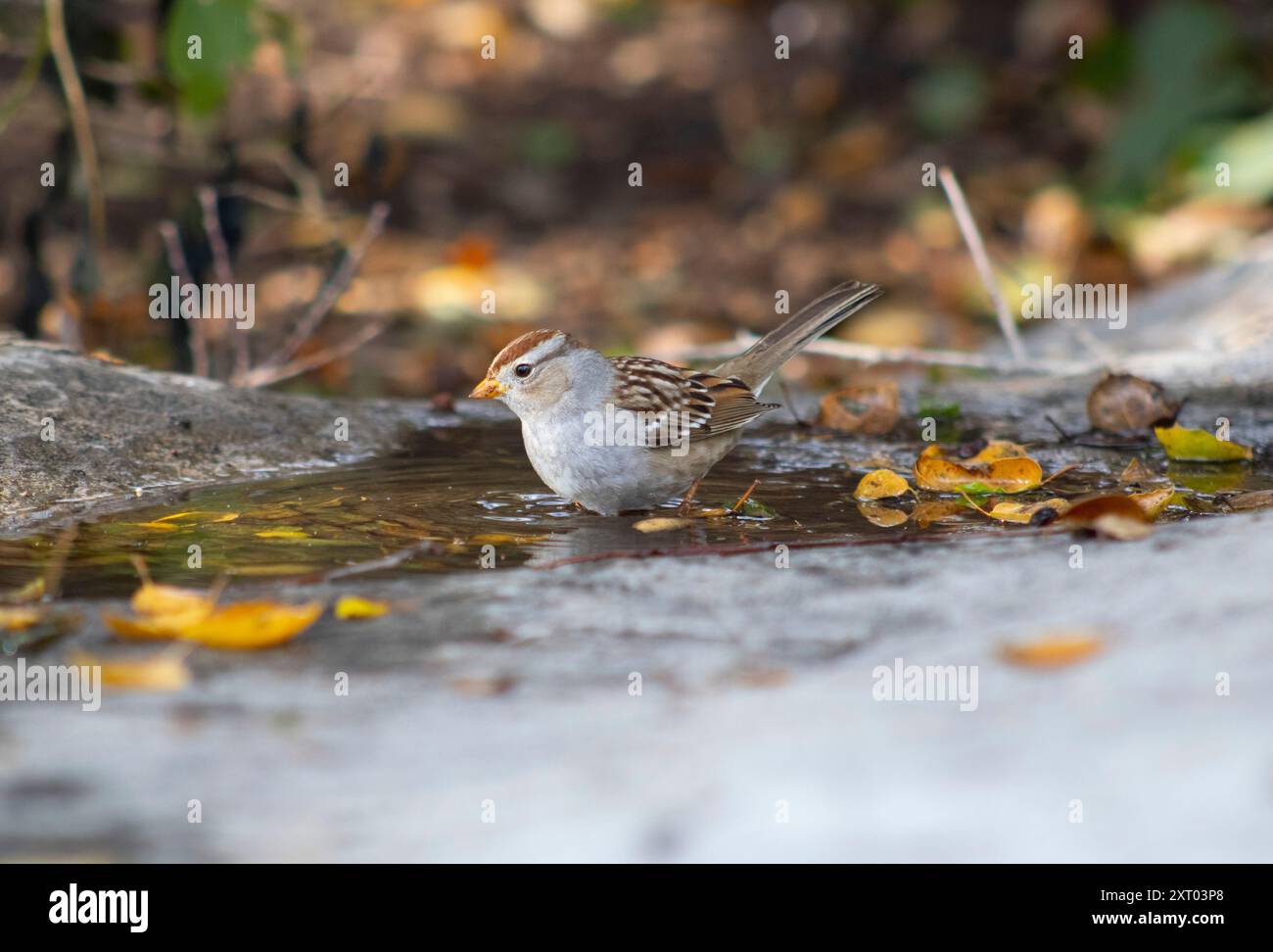 piccoli uccelli che fanno il bagno nella fontana Foto Stock