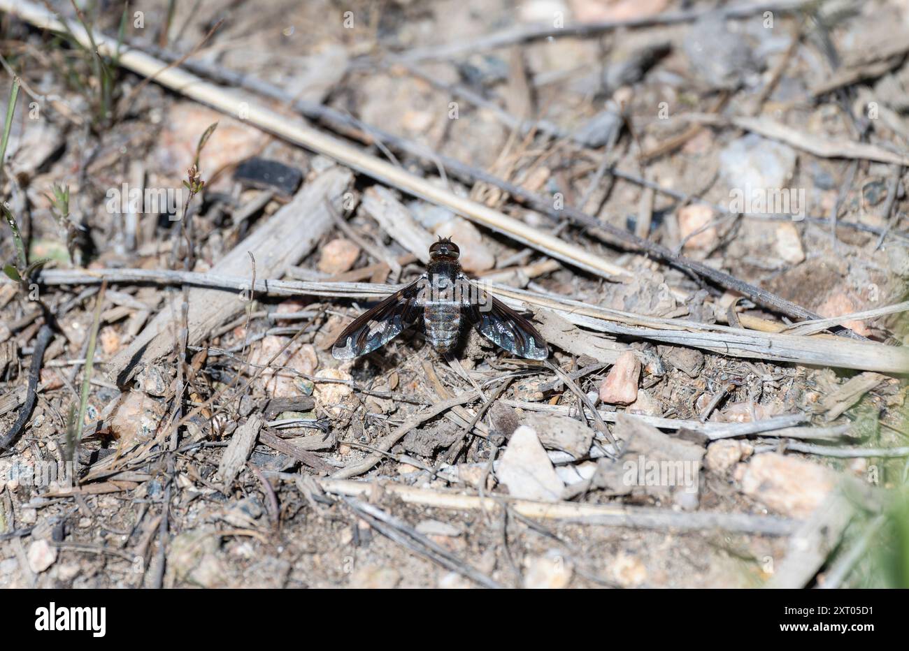 Un dorcadion di Dorcadion appollaiato sulla ghiaia, che mostra i suoi colori e le caratteristiche uniche nel paesaggio del Colorado. Foto Stock