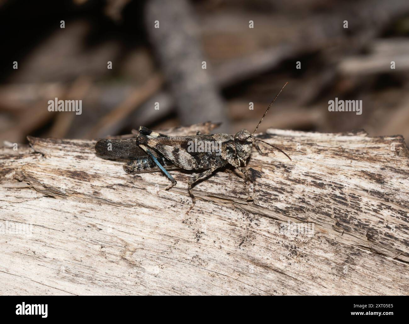 Una Pine Bluffs Grasshopper Trimerotropis fratercula arroccata su un tronco in Colorado; mimetizzata contro l'ambiente naturale circostante. Foto Stock