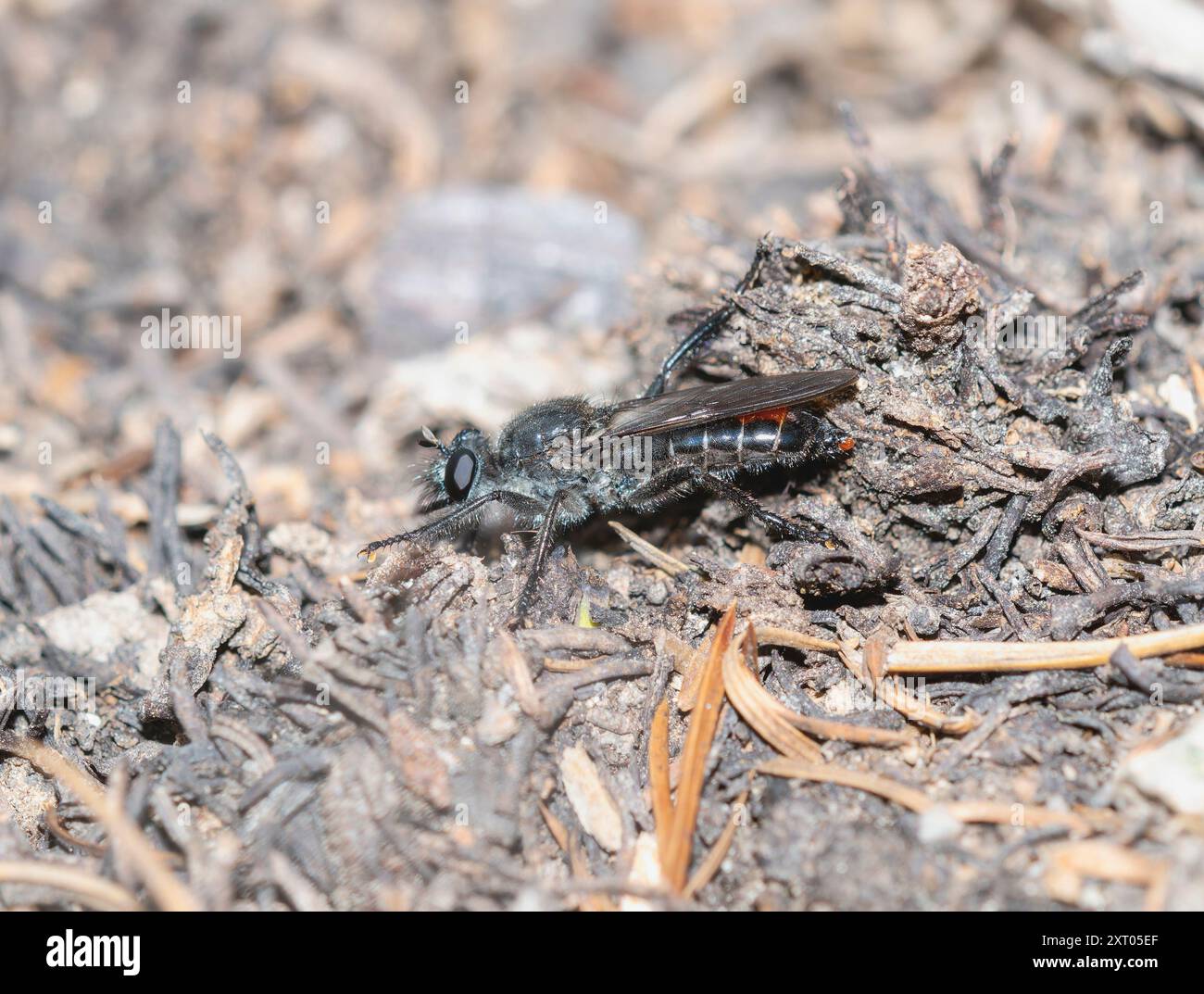 Una mosca rapinatrice mimica di api del genere Laphria è arroccata sul suolo in un ambiente del Colorado. Foto Stock
