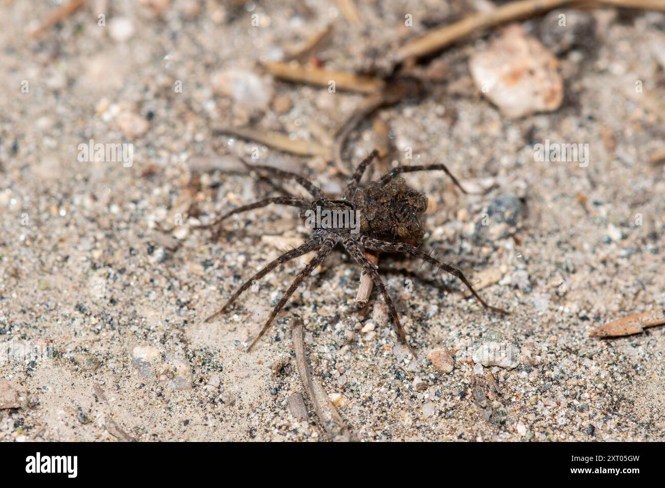 Un genere di lupi a gambe sottili Pardosa nell'habitat del Colorado su un terreno sabbioso con centinaia di bambini avvolti in seta sulla schiena Foto Stock