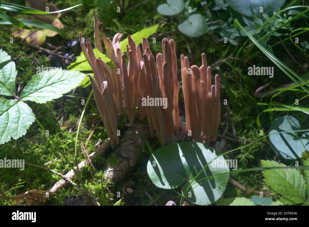 Clavaria purpurea è un fungo corallino comunemente noto come corallo viola, o il club delle fate viola. Foto Stock