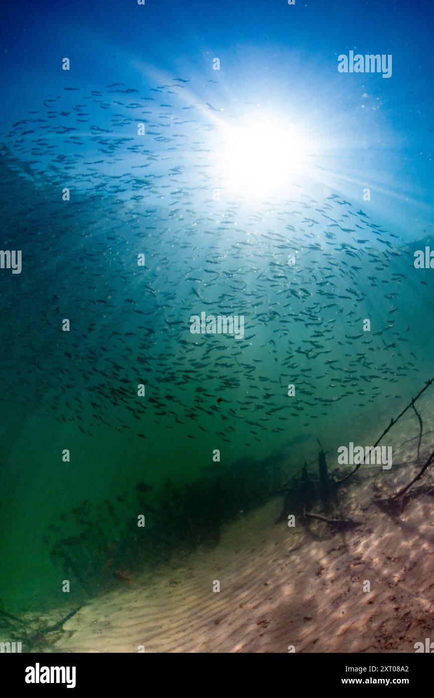 Grande scuola di salmone giovanile in un lago nella Fraser Valley, Canada. Foto Stock