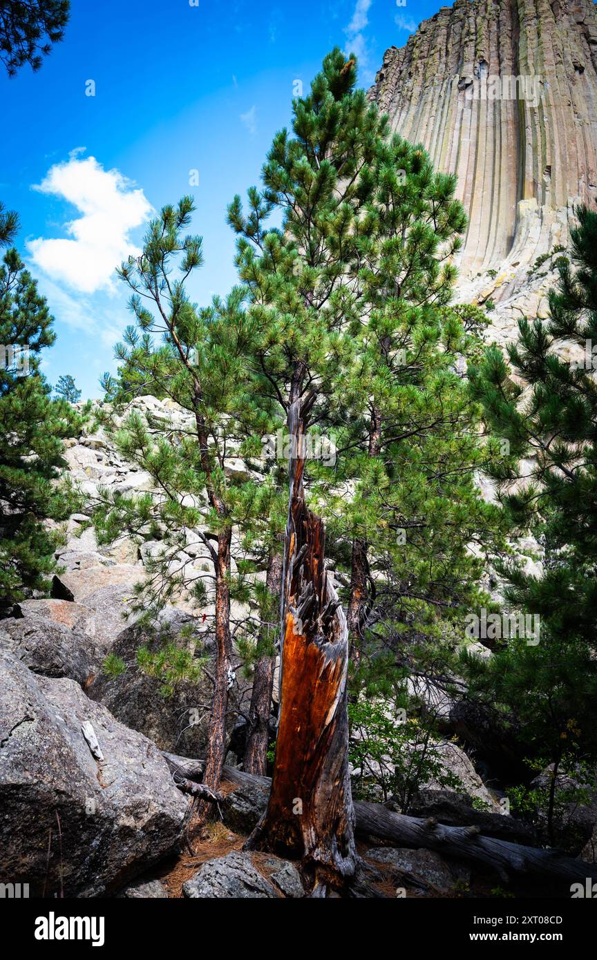 Devils Tower, Wyoming Loop Foto Stock