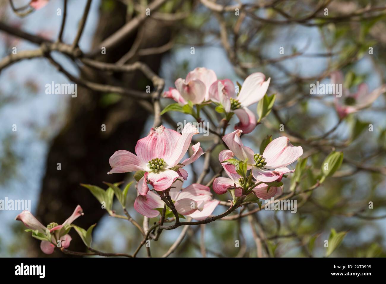 Castello di Hirosaki e giardini durante il Cherry Blossom Festival del 2024 Foto Stock