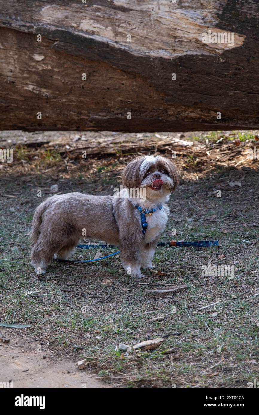 Shih tzu aspetta che il suo proprietario arrivi sotto l'ombra di un albero caduto tronco verticale. Foto Stock