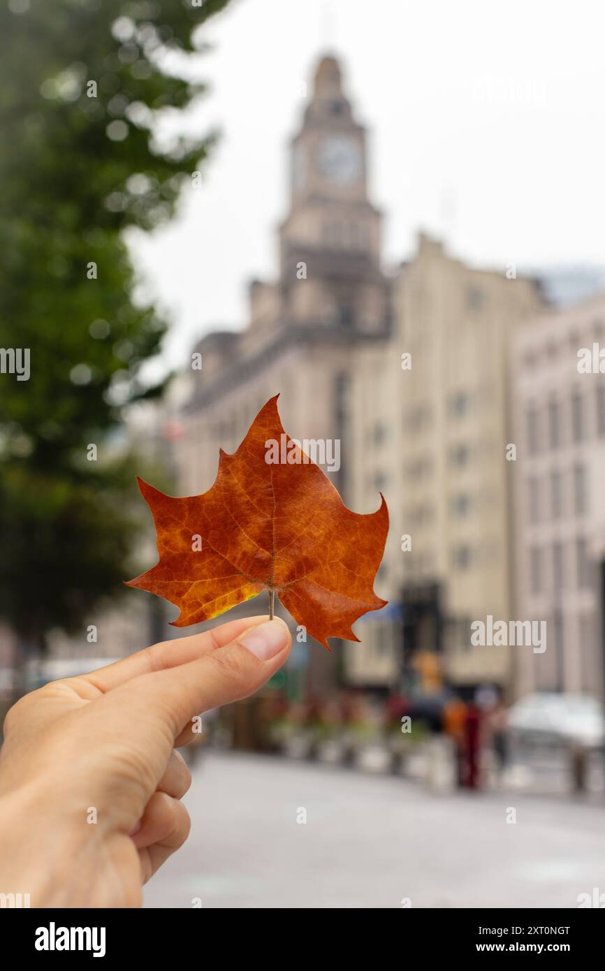 Mano che regge una foglia d'acero rosso con la Custom House sullo sfondo. Il Bund, Shanghai, Cina Foto Stock