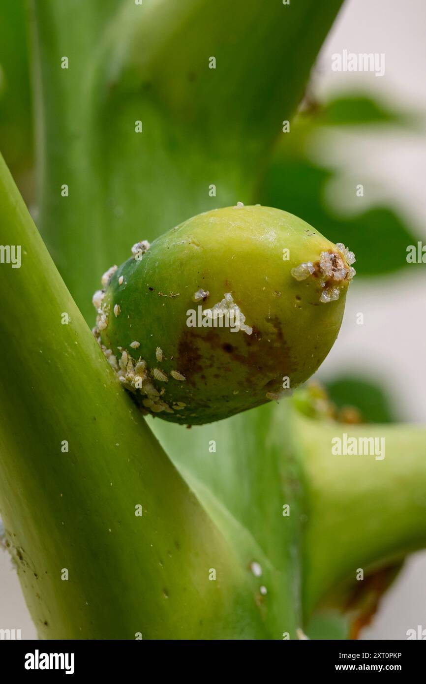 Ammasso di insetti di mealia (Icerya aegyptiaca ). Sul frutto non maturo di una papaia femminile (carica papaya) fotografata in Israele a luglio Foto Stock