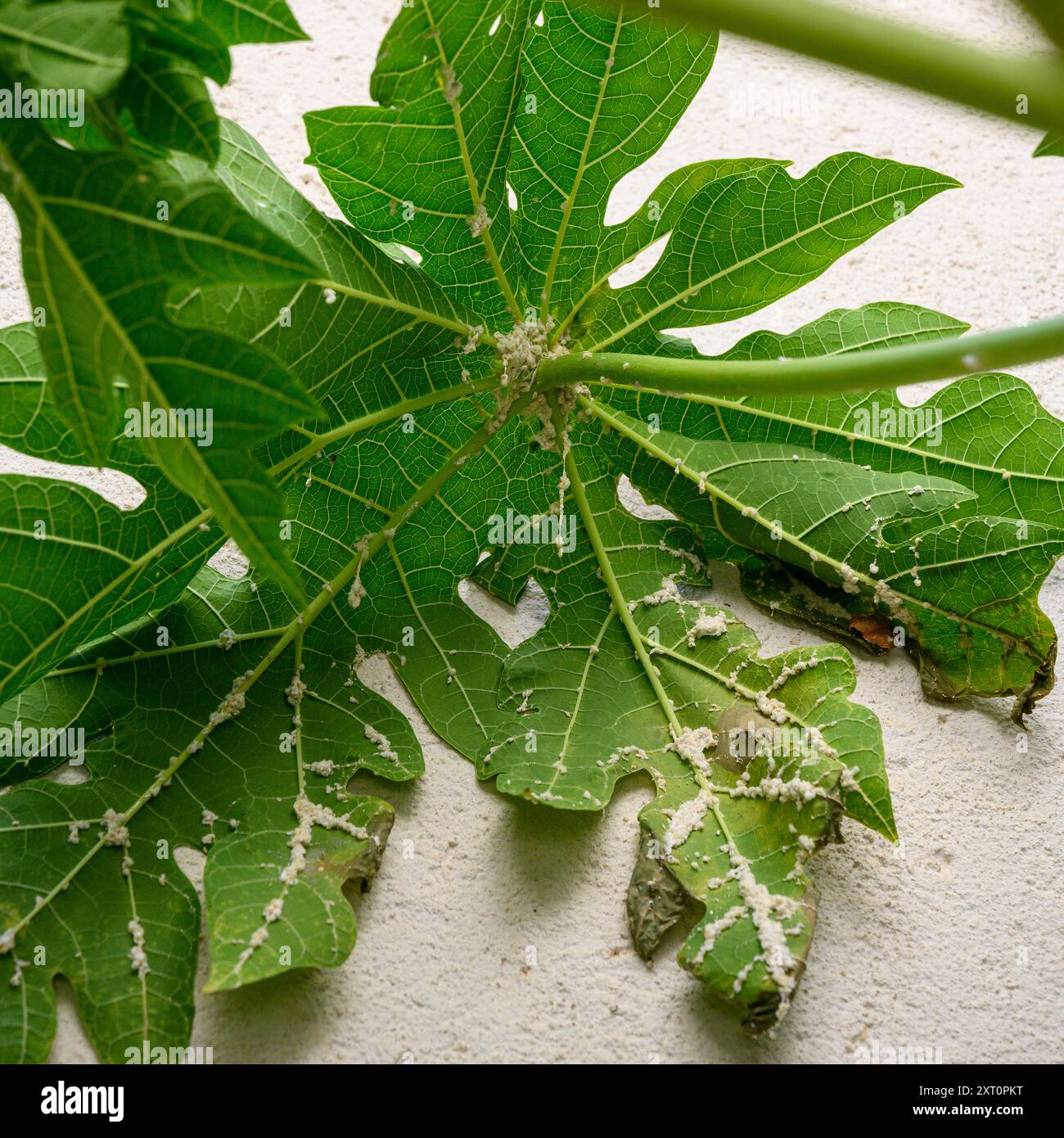 Ammasso di insetti di mealia (Icerya aegyptiaca ). Sul lato inferiore di una foglia di una papaia femminile (carica papaya) fotografata in Israele a luglio Foto Stock