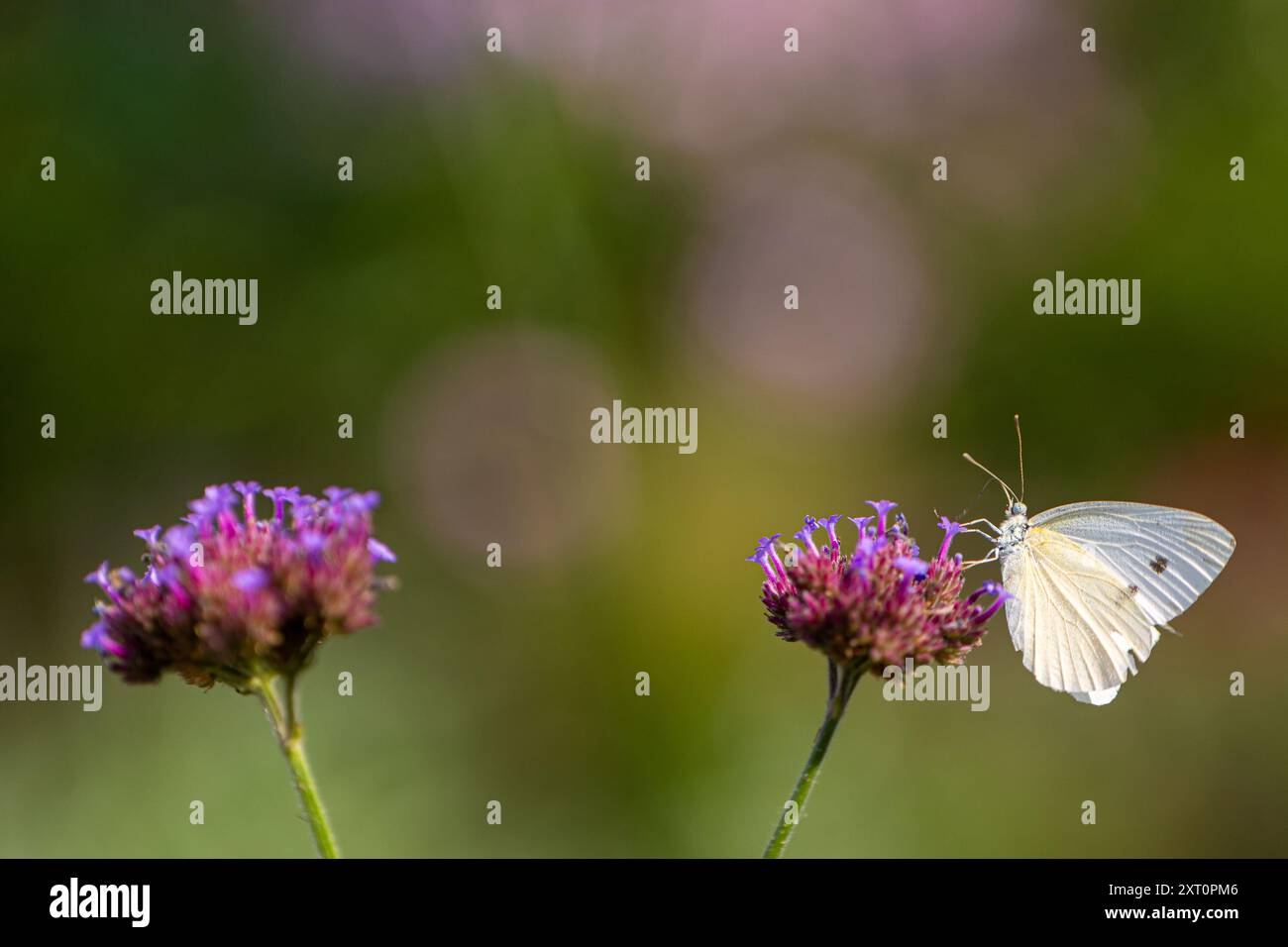 Primo piano di una farfalla di cavolo (pieris rapae) seduta e nutrita con una verbena officialis in fiore Foto Stock