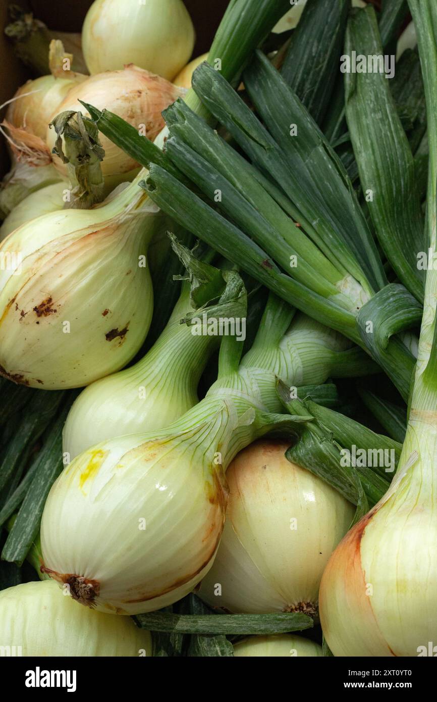 Cipolle biologiche appena raccolte al Trout Lake Farmer's Market nella British Columbia Foto Stock