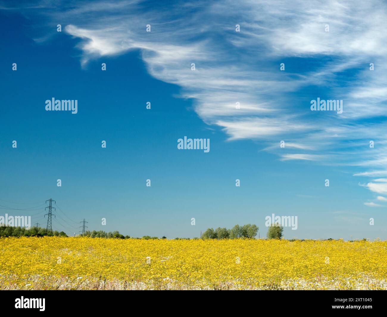 Mi piace guardare il cielo. Quello che vedi è spesso bello, e in continuo cambiamento; non vedi mai lo stesso cielo due volte. Camminando per la maggior parte dei posti, di solito sembro essere l'unica persona che guarda in alto; tutti gli altri sono a testa bassa, e si occupano dei loro affari quotidiani. Non sanno cosa si stanno perdendo... Come questo cielo spettacolare sopra casa mia a Radley Village, con onde di nuvole di cirrus e sentieri di vapore che si estendono per il cielo. Tutto questo sminuisce il pilone elettrico in un campo di mais sottostante. Foto Stock
