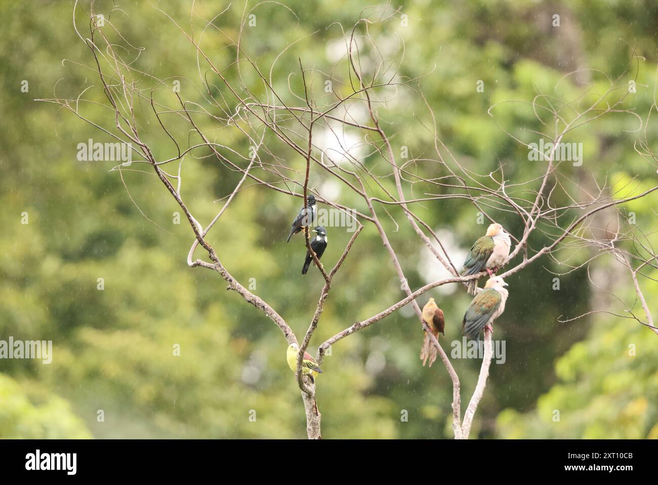 Sulawesi myna (Basilornis celebensis) è una specie di starling della famiglia Sturnidae. È endemica di Sulawesi, Indonesia. Foto Stock