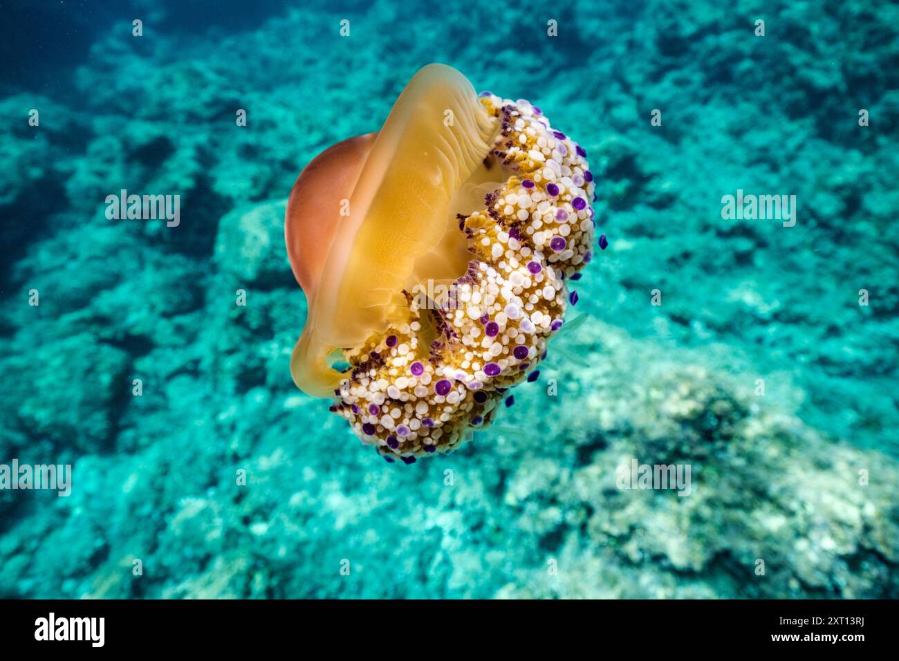 Vista subacquea delle bellissime meduse gialle che nuotano nell'oceano azzurro e cristallino vicino alla superficie d'acqua di Minorca Foto Stock