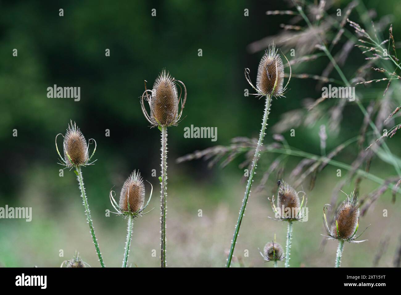 Teasel comune (Dipsacus fullonum) che cresce accanto a un ponte lungo un banco di terra. Questa pianta è una fonte di cibo per gli uccelli ed è considerata un'erbaccia in molti c Foto Stock