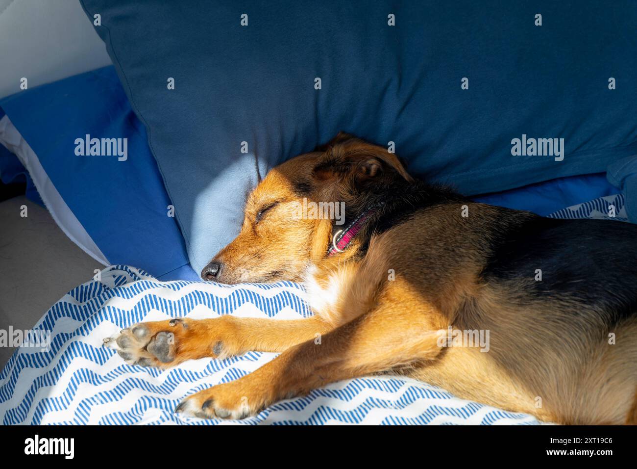 Un cane dorme su un letto con una coperta a strisce blu e bianche. Il cane sta indossando un collare rosa Foto Stock