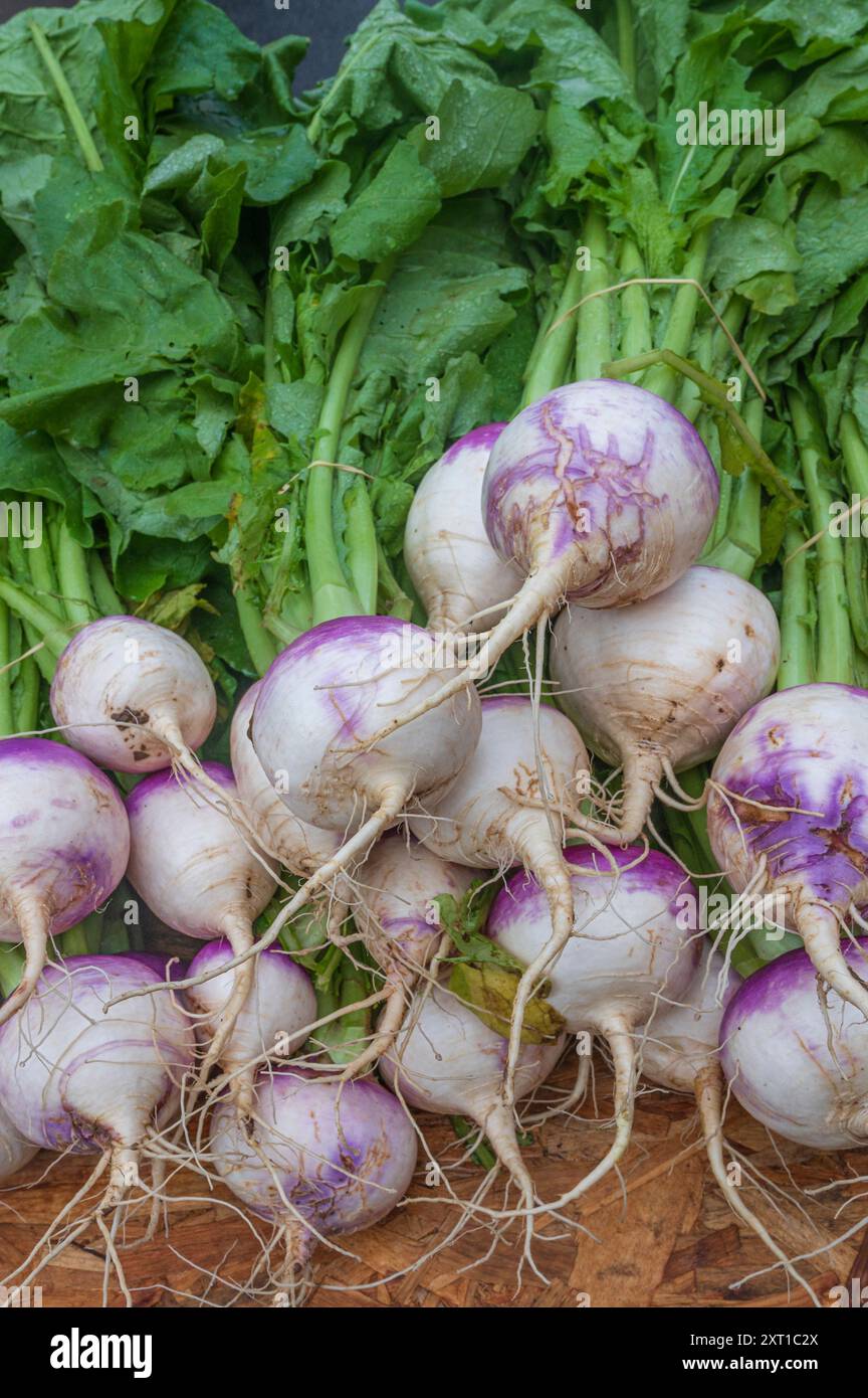 Radici navette francesi (=rape), vendute al mercato di Avranches, Normandia, Francia Foto Stock