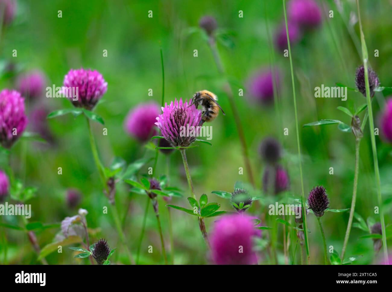 Bumble Bee Carder comune su Red Clover Foto Stock