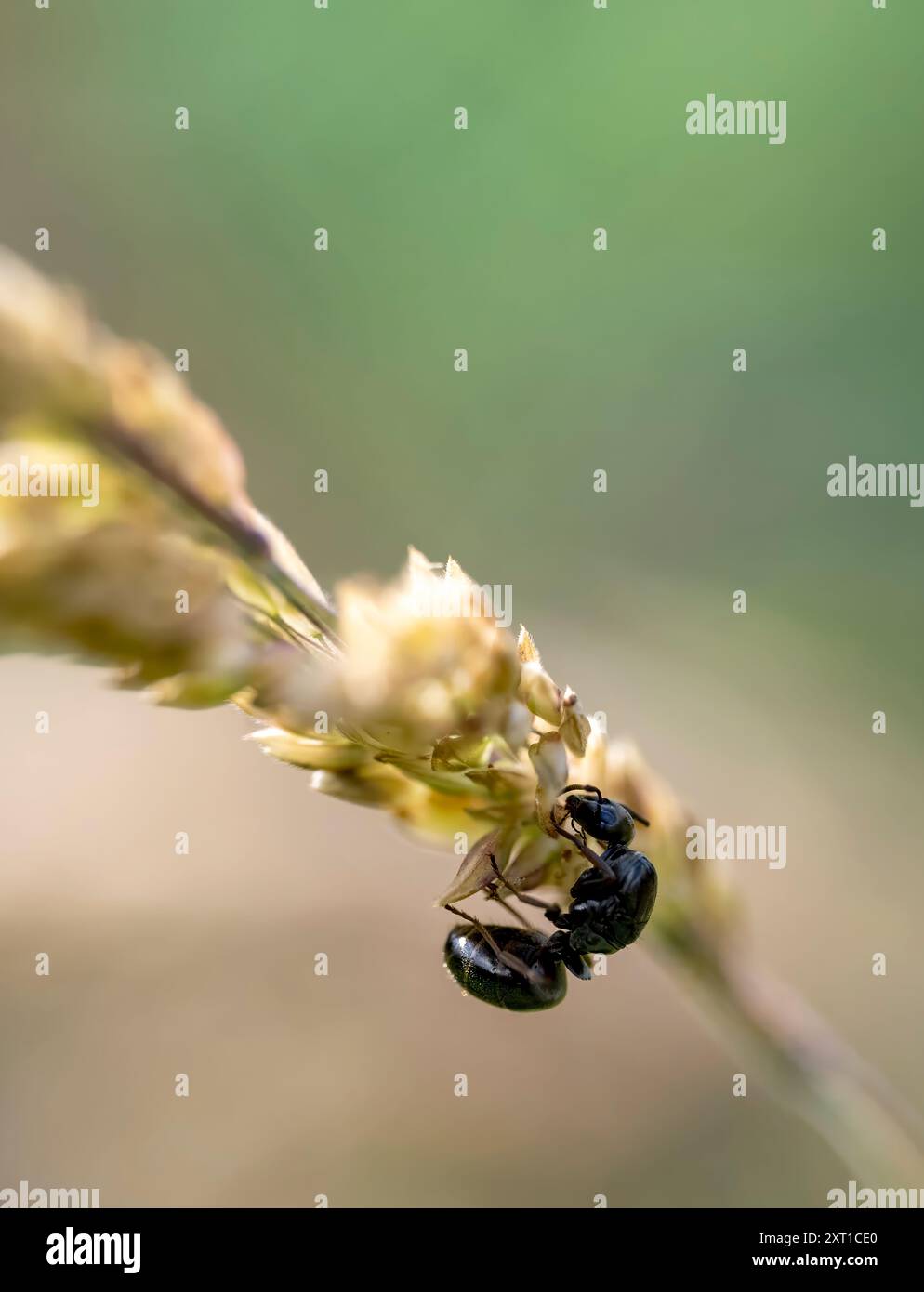 Formica nera grande su testa di seme da prato Foto Stock