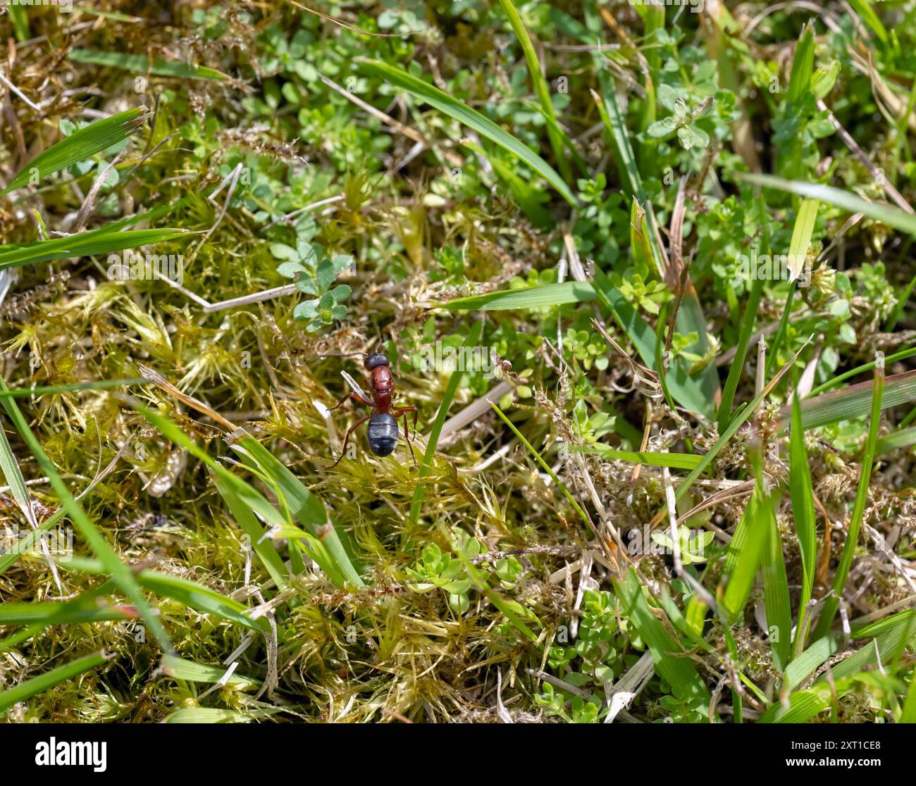 ANT strisciante tra muschio ed erba Foto Stock