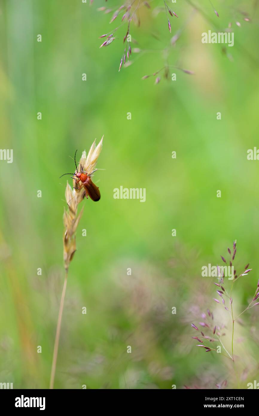 Coleottero rosso comune del soldato - Rhagonycha fulva Un coleottero rosso comune tra le erbe su un prato non falciato Foto Stock