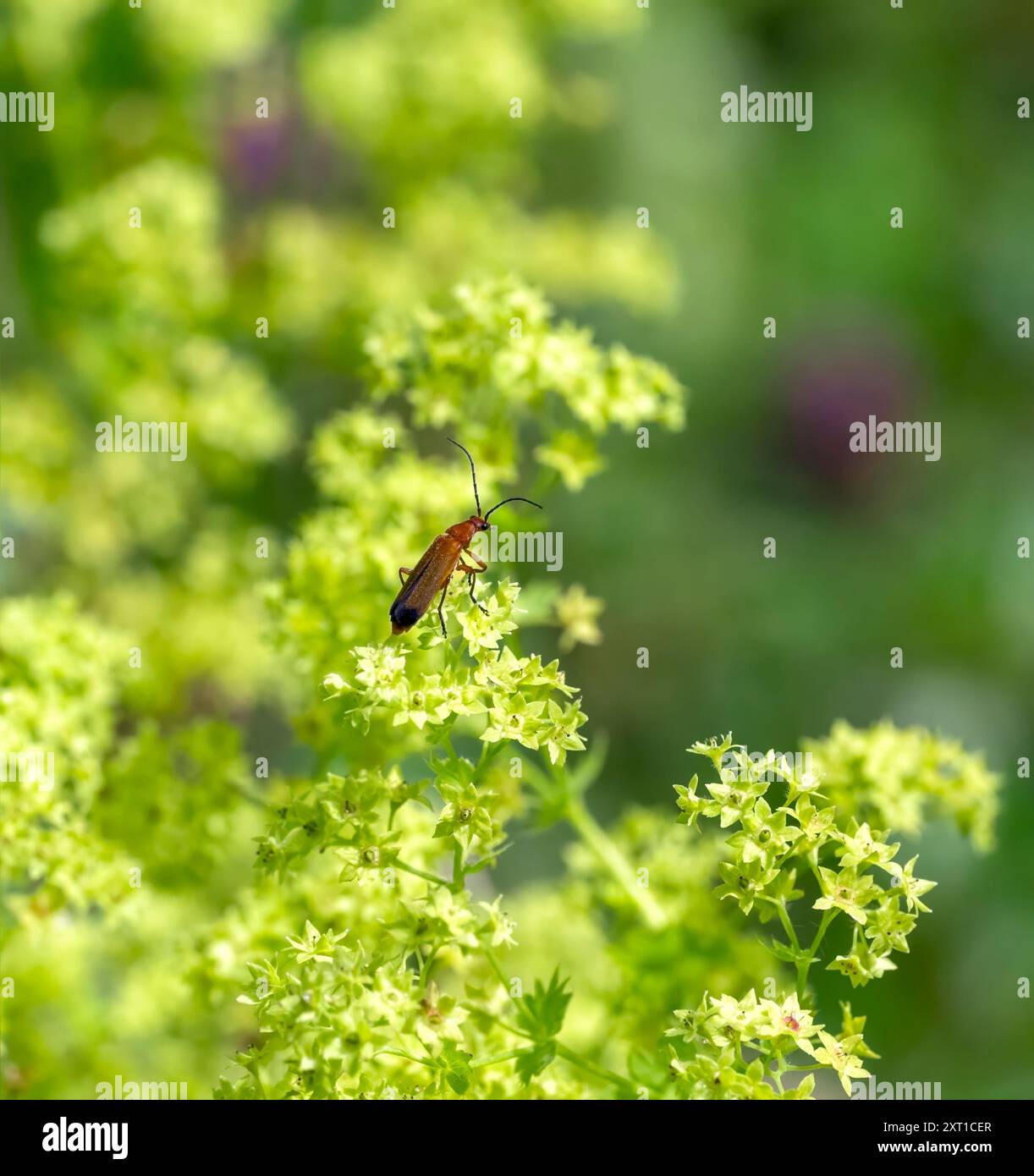 Comune soldato rosso Beetle - Rhagonycha fulva Foto Stock