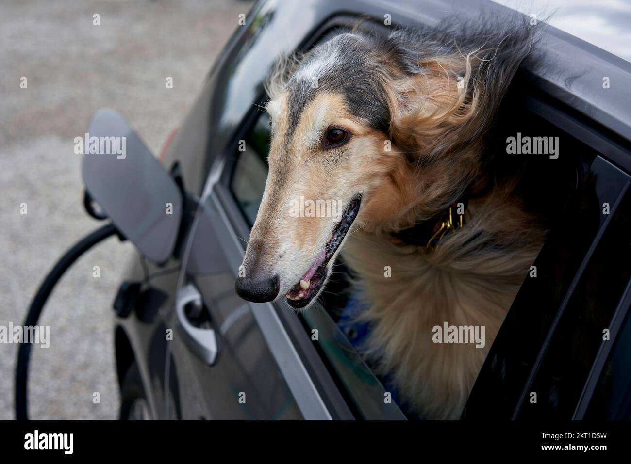 Un cane attacca la testa fuori dal finestrino di un'auto, guardando avanti con le orecchie che soffiano nella brezza. Bola02337 Copyright: DATA RECORD xConnectxImagesx NON sta Foto Stock