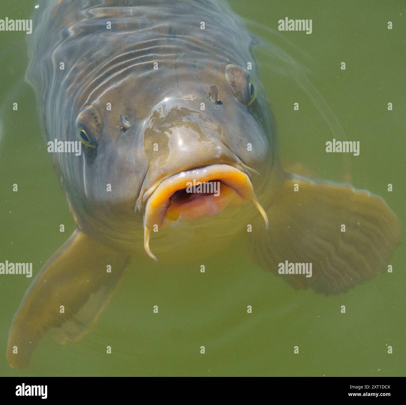 Carpa comune affamata (Cyprinus carpio) con bocca aperta grande, mangiare/nutrirsi in acqua limpida dello stagno Foto Stock