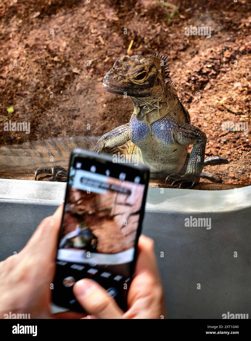 Visitatore in uno zoo che cerca di scattare una foto di un'iguana in un terrario con il suo telefono mobil, Austria Foto Stock