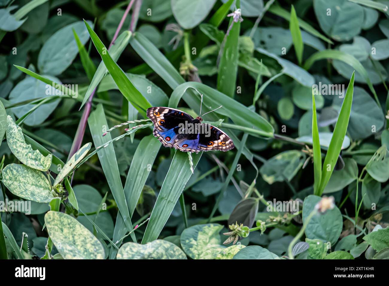 Bellissima farfalla nel giardino estivo Foto Stock