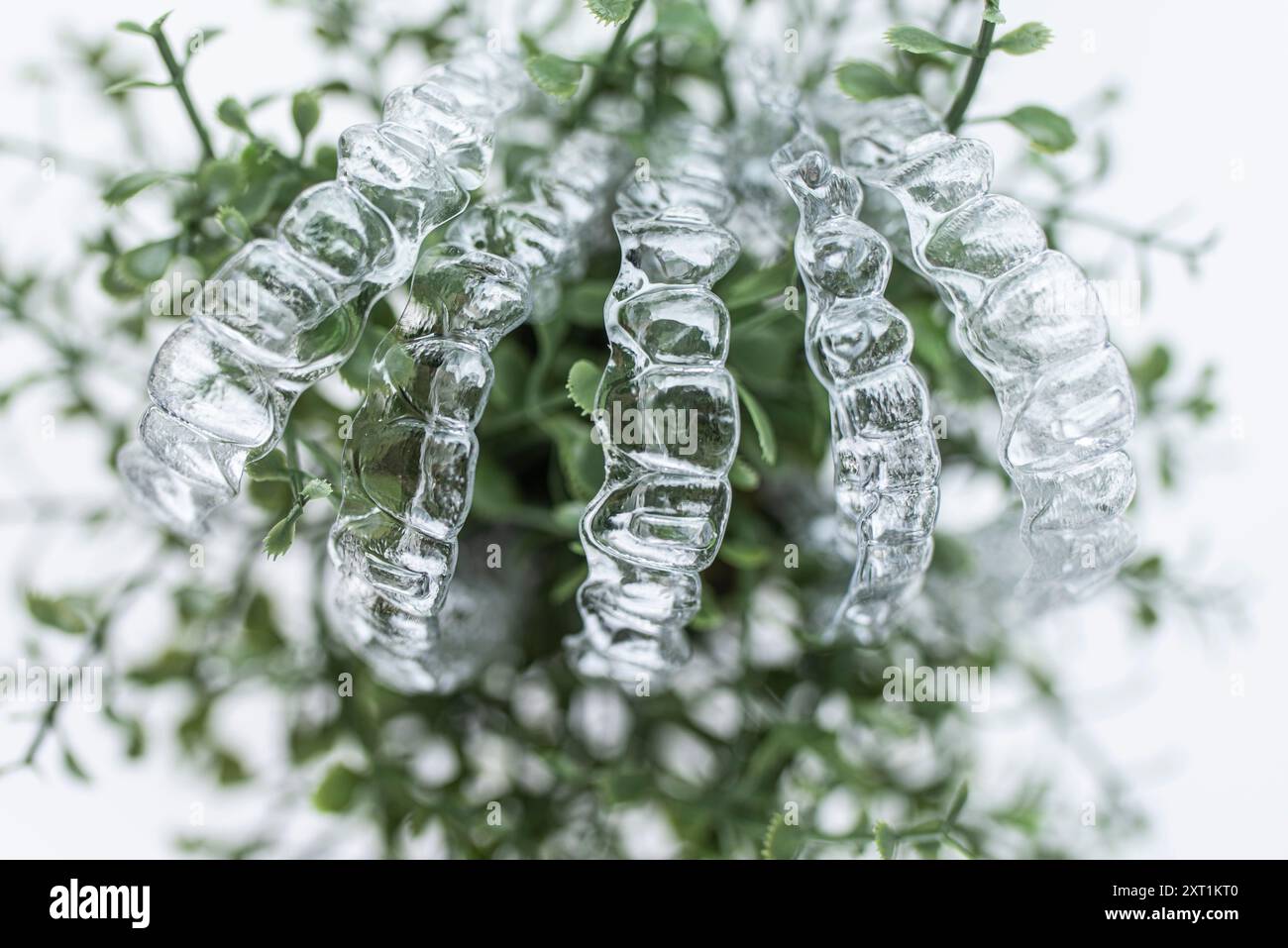 Le bretelle invisibili pesano su foglie verdi di pianta domestica su sfondo bianco Foto Stock