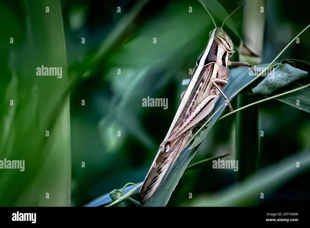 Grasshopper in giardino Foto Stock